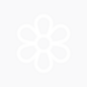 https://s3.dev2.saastra.ru/catalog/flower-thumbnail-300x300.jpg